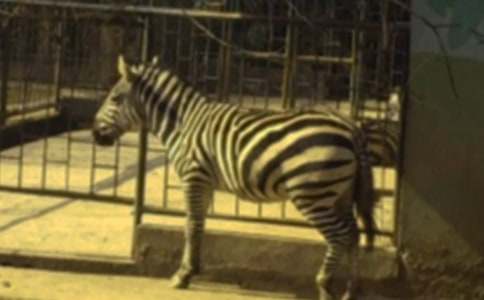 �����Y׌���R������(3ƪ)