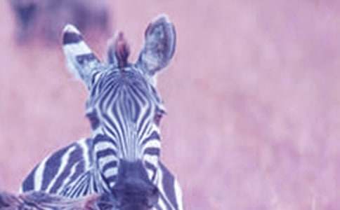 �������R������