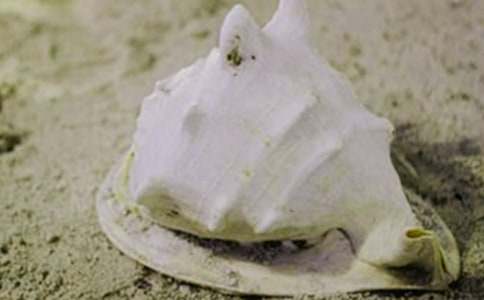 精選撿貝殼作文合集五篇