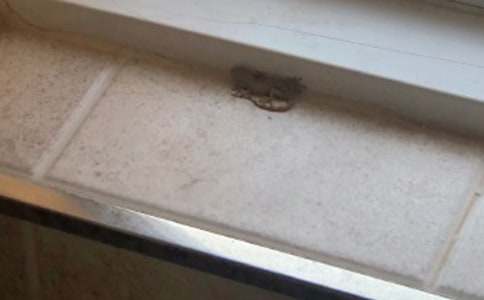 壁虎斷尾給我的啟示作文