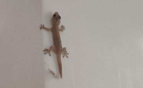 �����T���Ұl(f��)�F(xi��n)�˱ڻ�����������