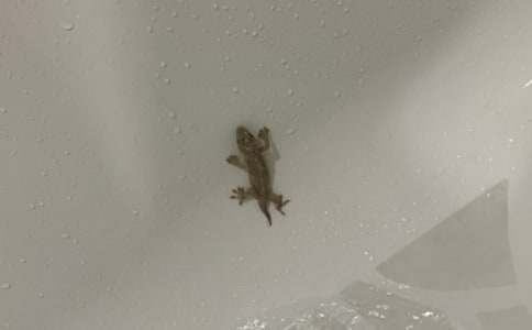 由壁虎引出的發(fā)現(xiàn)作文