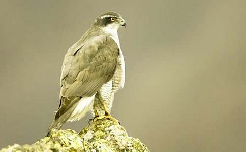 �n������600����ƪ