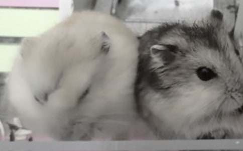 �ɐ۵Ă}������300��