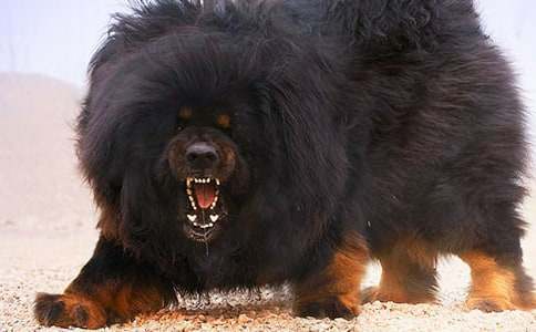 ��������600����ƪ