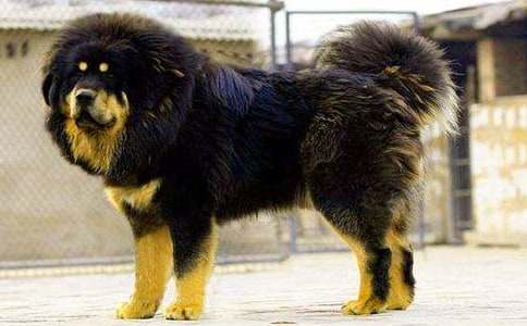 ��������600��4ƪ