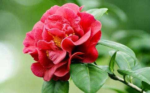 ���軨�����ģ�ͨ��15ƪ��