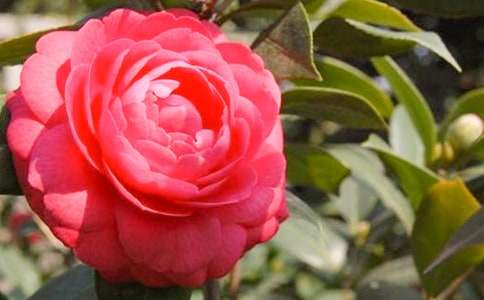 �茑ɽ�軨��������ƪ