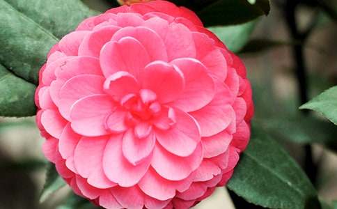 �����Ĳ軨����500��