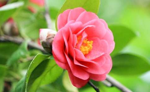 �茑ɽ�軨������350��