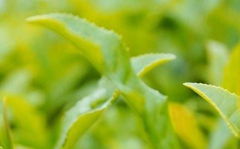 我愛家鄉(xiāng)的茶葉作文