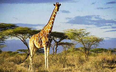 С�����L(zh��ng)�i¹����500��