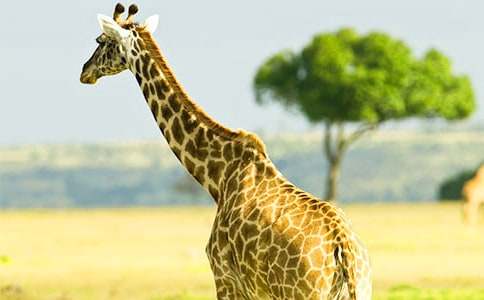 �L(zh��ng)�i¹�L���̰�