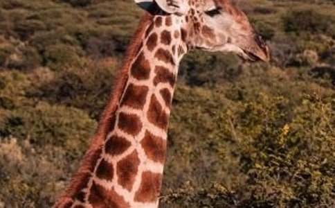 ͯԒ�����H�H�L�i¹