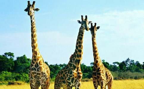 長頸鹿救狐貍童話作文