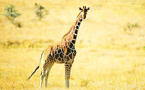 С���Z�ԡ��H�H�L�i¹���̰��c��˼