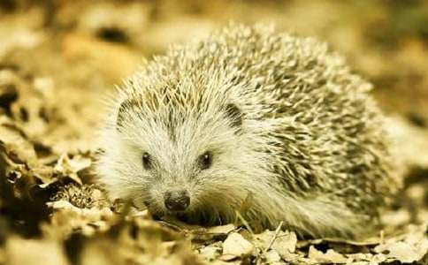 �P��С��⬵�ͯԒ���ģ����x34ƪ��