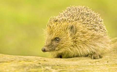 �茑С��⬵����ĺϼ�15ƪ