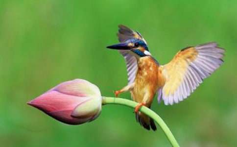 ����B(ni��o)Σ�C(j��)����