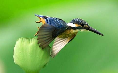 翠鳥作文400字(通用22篇)