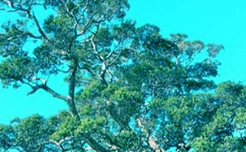 ������ľ�B����