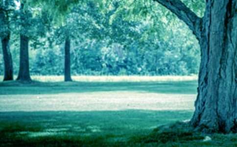 ���(sh��)�c��ľ�B(ni��o)����(6ƪ)