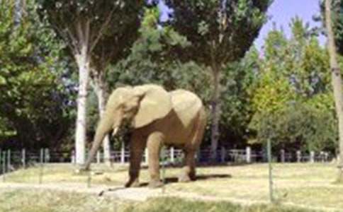 小學(xué)生螞蟻遇到大象作文