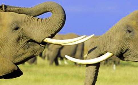 大象救小兔作文(集錦15篇)