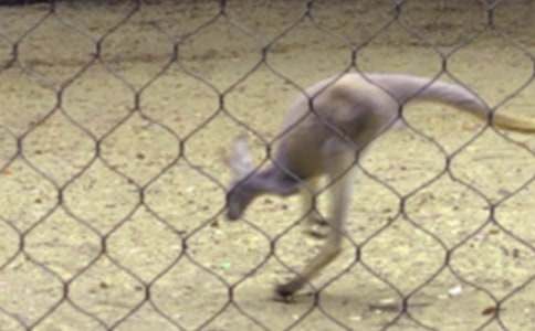 ����������ӛ����