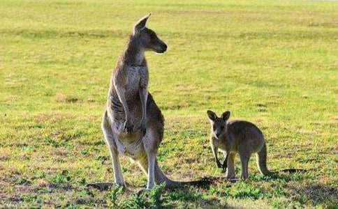 小兔智救小袋鼠的作文300字