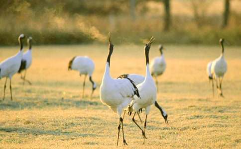 һֻ����Q�Ľ�(j��ng)�v����