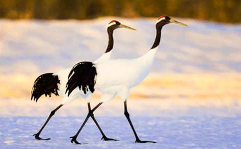 �����ĵ���Q����