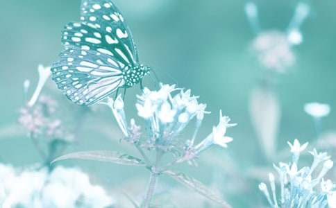 �茑��(d��ng)ֲ���Ԋ(sh��)��