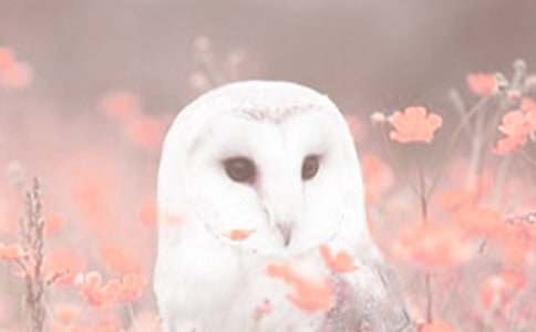 ��ֲ��o�ҵĆ�ʾС�W(xu��)������