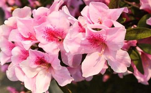 【熱門】杜鵑花作文9篇