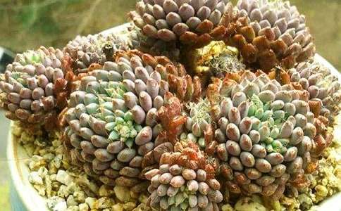 巧釣多肉敘事作文