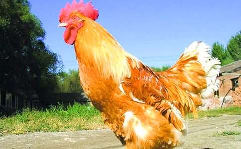 驕傲的公雞童話作文七篇