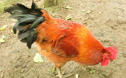 美麗的大公雞小學(xué)二年級(jí)作文(精選28篇)