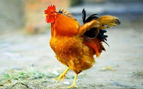 �����Ĺ��u���ąR��15ƪ