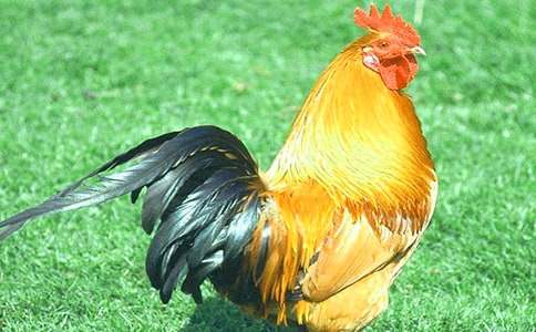 �茑���u��ò�����ģ����x49ƪ��