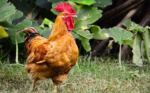 �����Ĺ��u���ģ����x33ƪ��