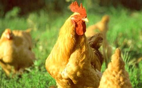 ���u��ò�����\��5ƪ