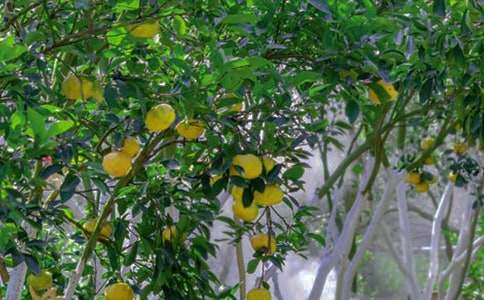 С�W���������Ĺ��@