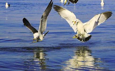 ����һֻС���t��������800��