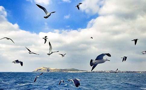 海鷗飛來改為比喻句