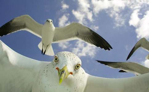 描寫海鷗的作文600字