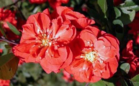 �����Ļ�������