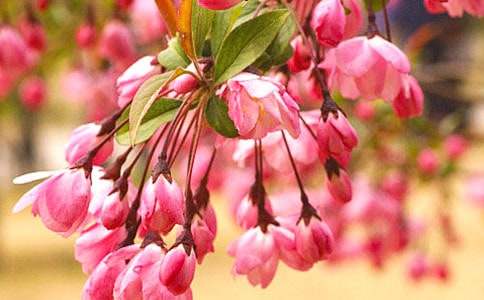 ���Ļ��_������