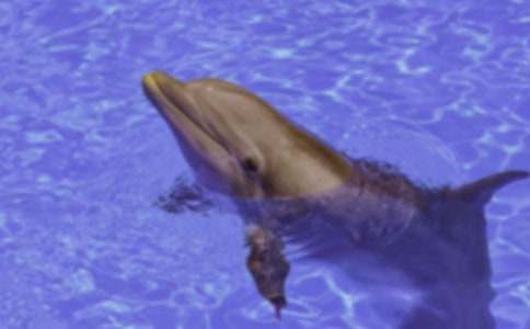 �������һֻ����700��