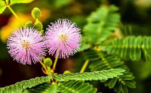 ����߲ݳ�һ����